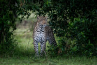 كاميرا Nikon D850 وتصوير الحياة البرية