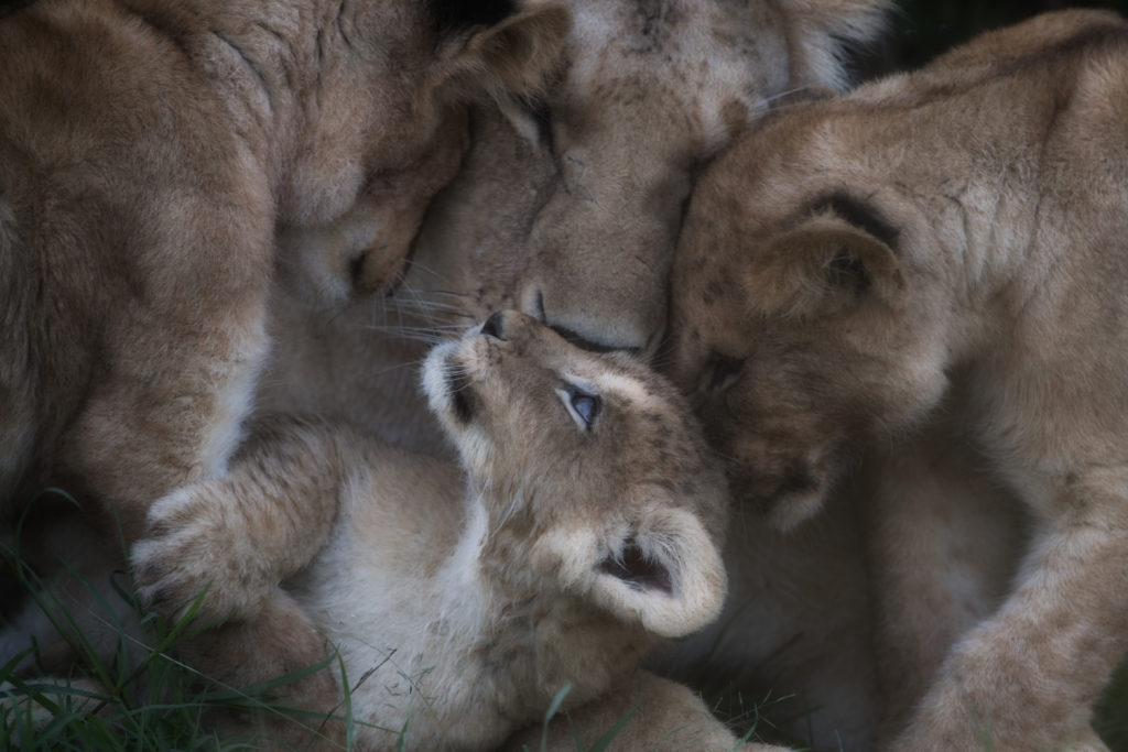 it was a silent afternoon drive in massai mara and by the end of the day we so a lioness with her cubs hiding under the trees and we can't see them , after waiting long time they start coming out one by one then they just stay in from of us and start playing together