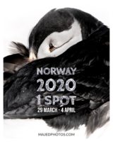 الورشة 27 الطيور القطبية – 2020 – مكتملة – قائمة الانتظار
