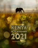 الورشة 31 سفاري كينيا – محمية خاصة 19-26 November
