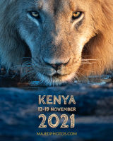 الورشة 30  سفاري كينيا – محمية خاصة 12-19  November
